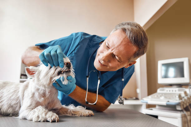 Best Emergency Treatment for Toothache in Paulden, AZ